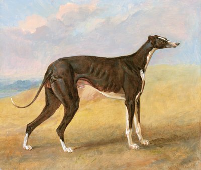 Uno dei Levrieri Vincitori di George Lane Fox: il Levriero Bianco e Nero, Turk, noto anche come Eagle, 1822 da George Garrard